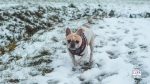 Winter Walks With your dog tips - running