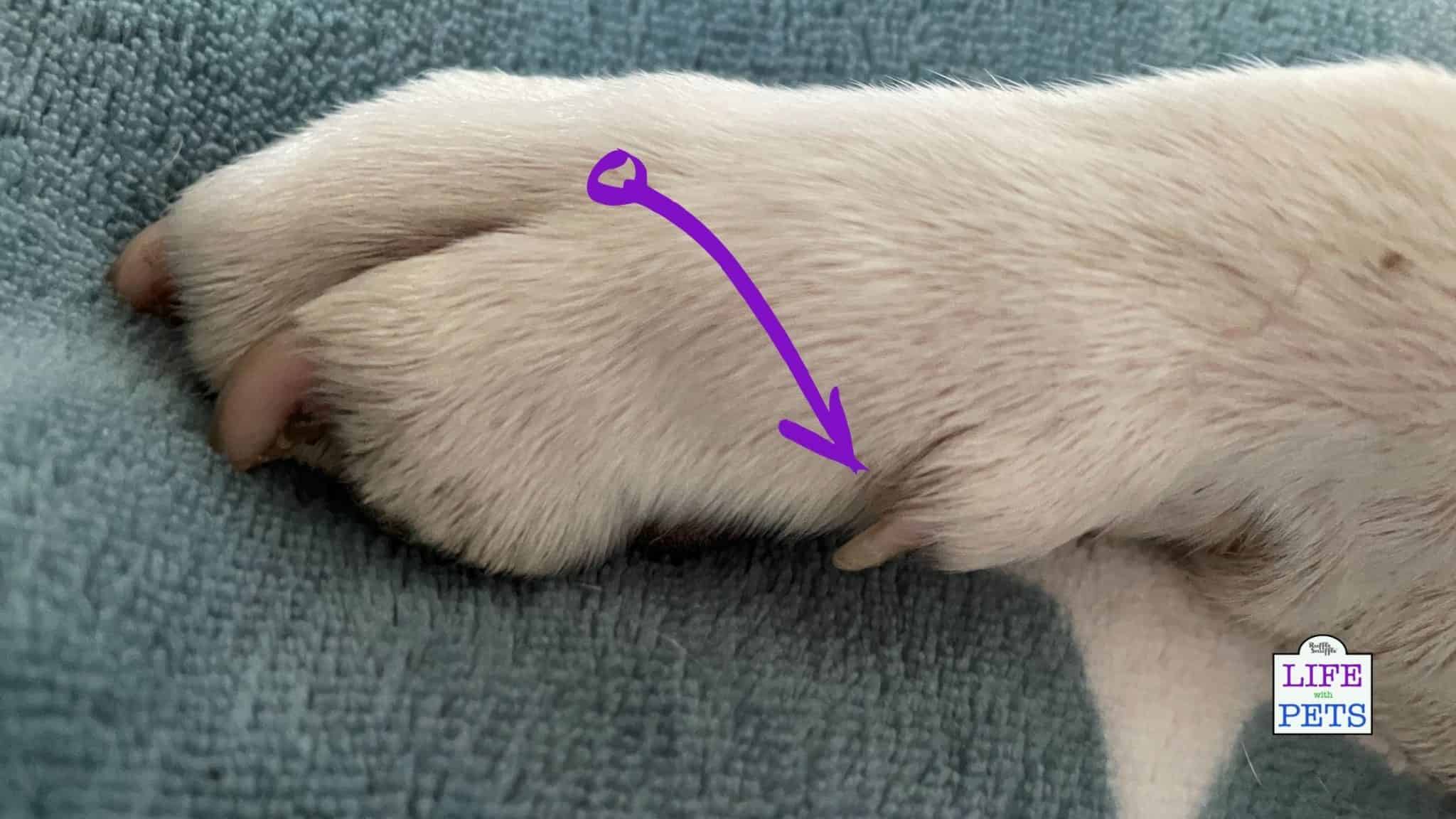 My dog's dew claw is broken and bleeding. What should I do?