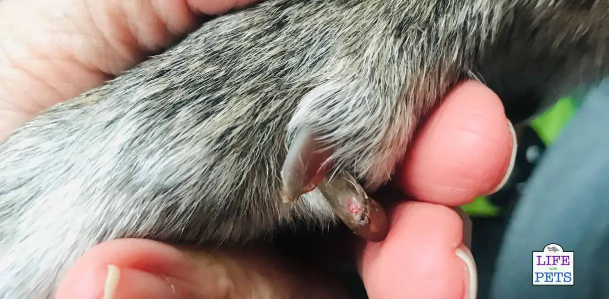 swollen dew claw pad