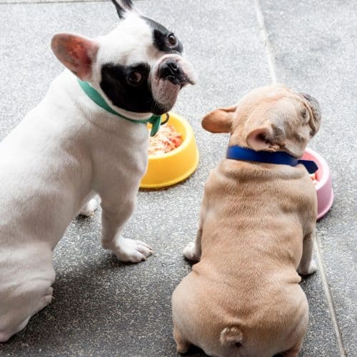 What To Do If Someone Kicks Your Dog • 2024 Ruffle Snuffle