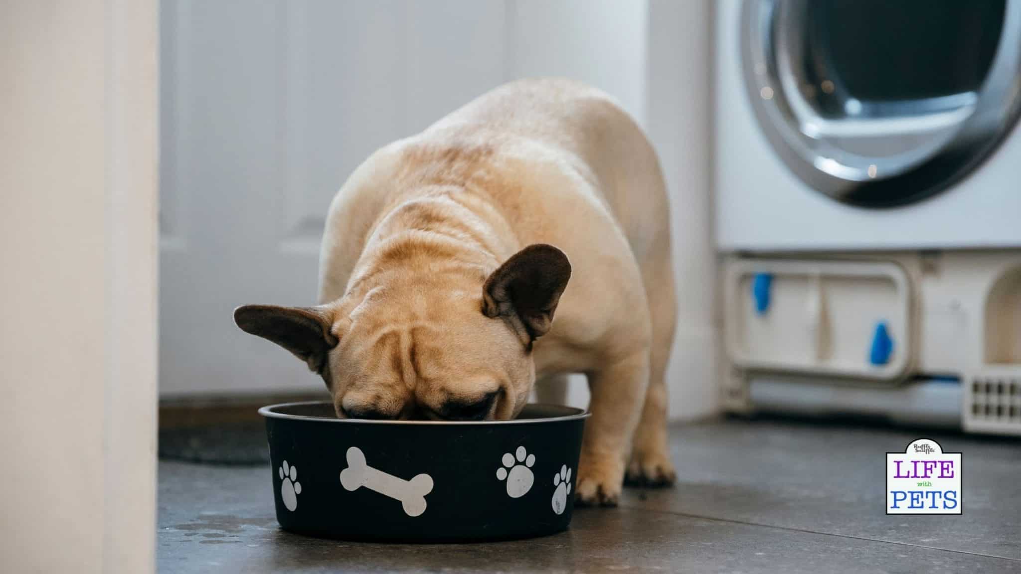 Do dogs get bored eating the same food every day?