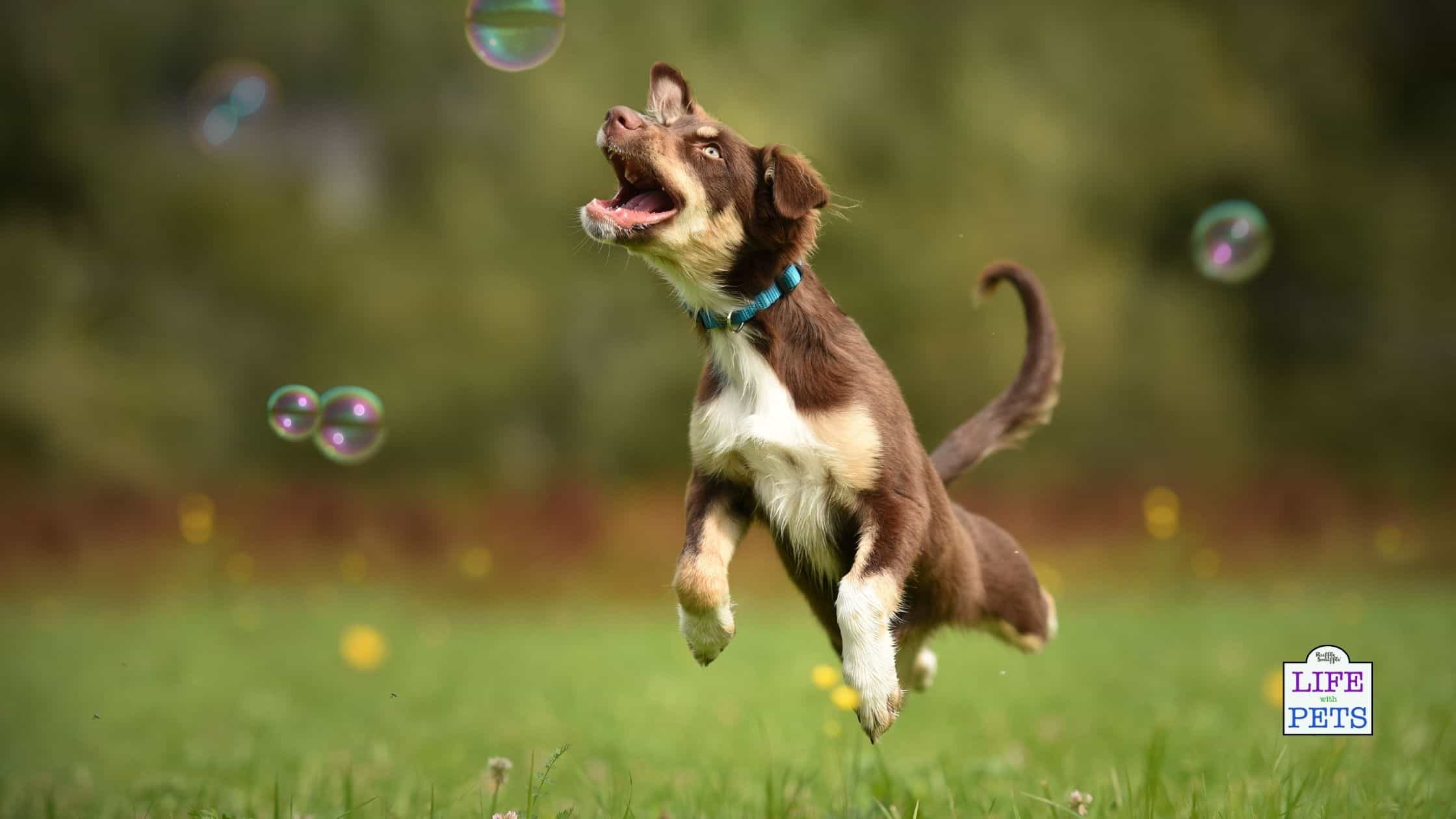 Are bubbles safe for dogs to play with?