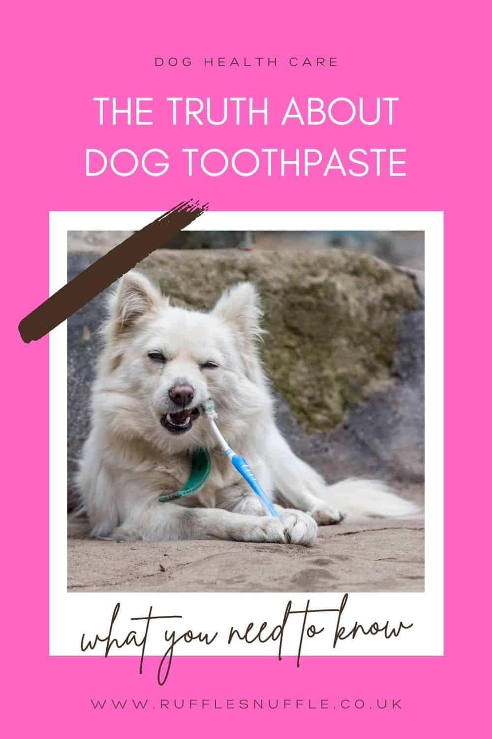Don’t buy dog toothpaste, do this instead