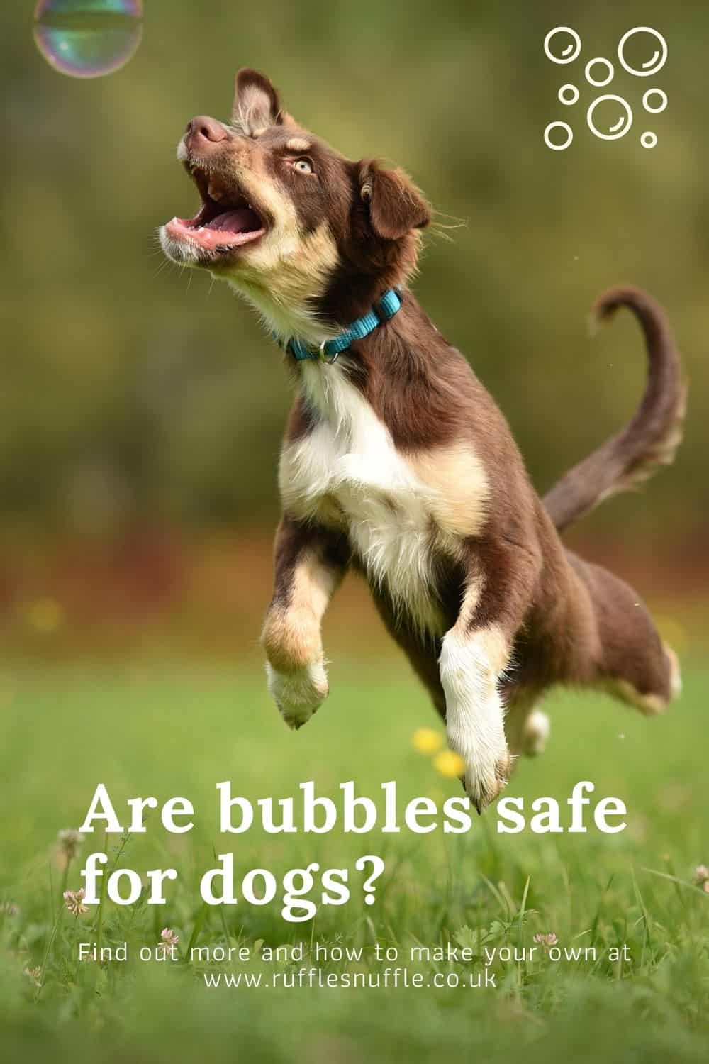Are Bubbles Safe For Dogs To Play With? We Find Out