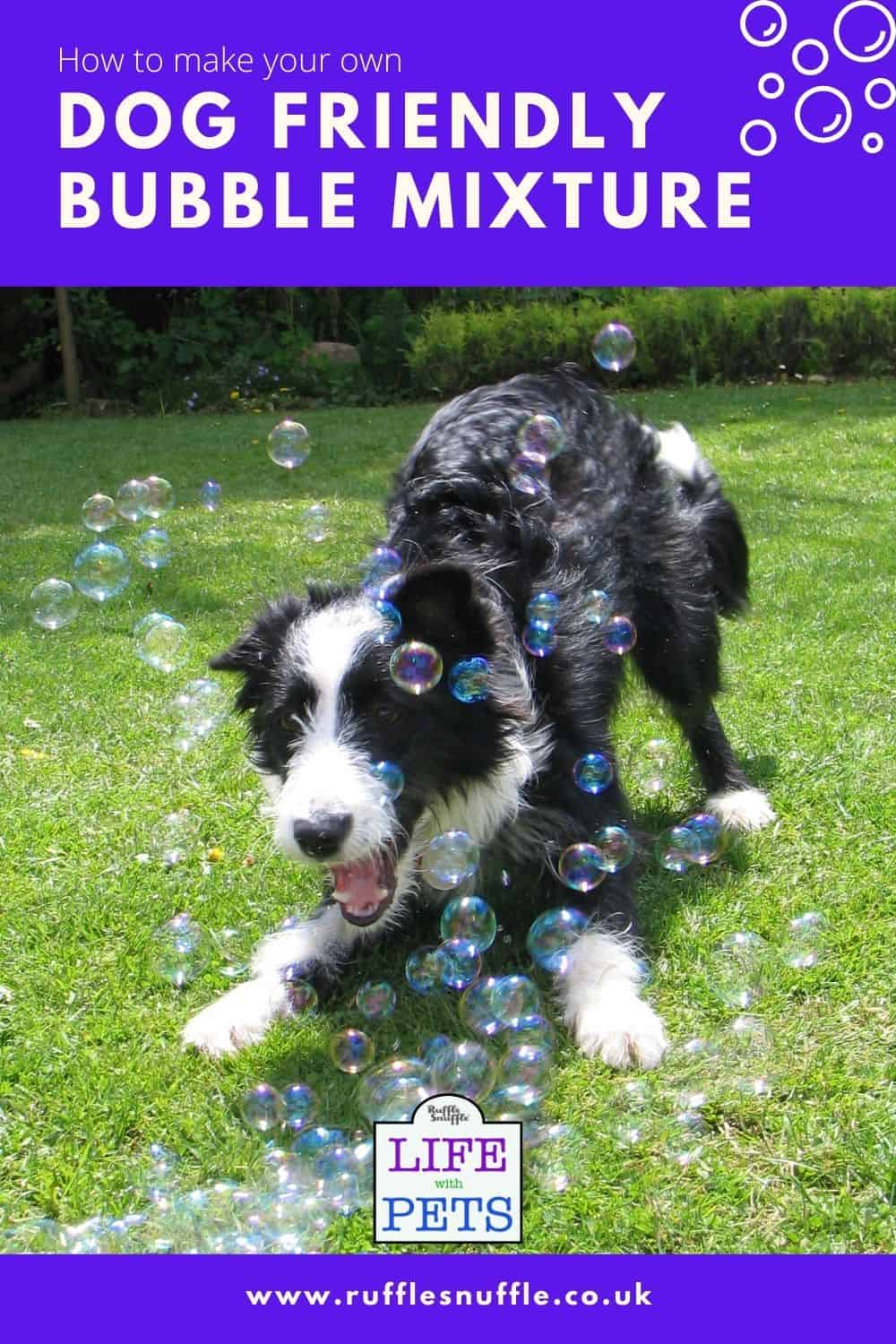 Are Bubbles Safe For Dogs To Play With? We Find Out