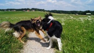 What To Do If Someone Kicks Your Dog • 2025 Ruffle Snuffle