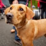 what to do if someone kicks your dog