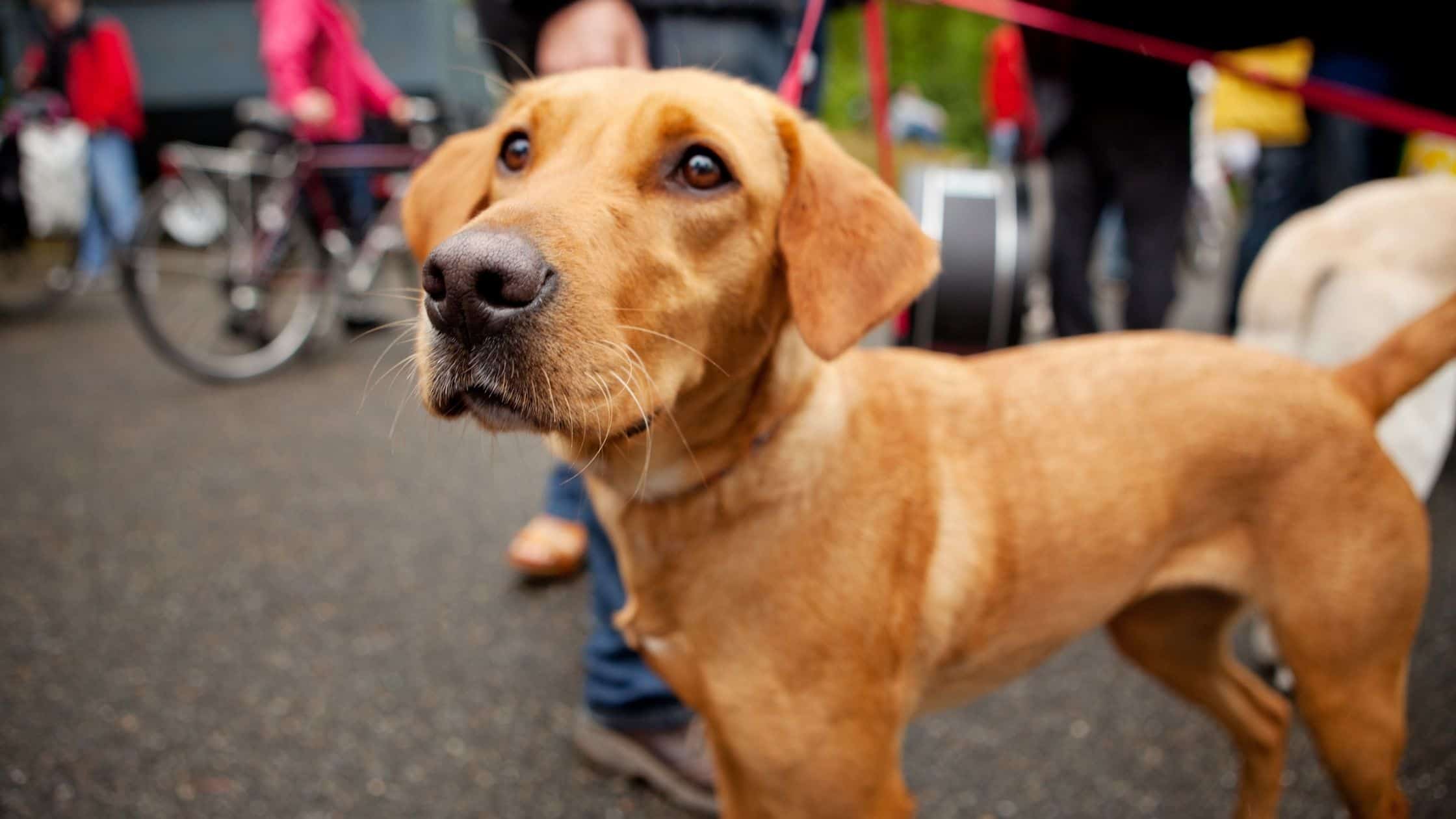 what to do if someone kicks your dog