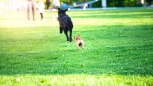 What To Do If Someone Kicks Your Dog • 2025 Ruffle Snuffle