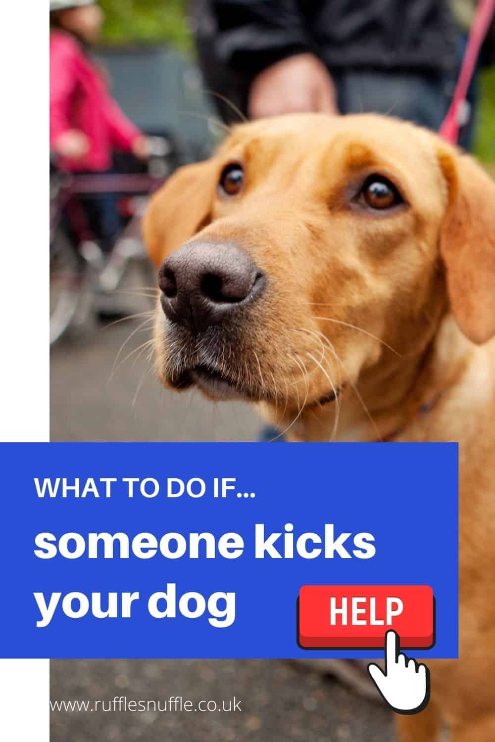 What to do if someone kicks your dog