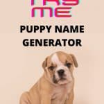 Puppy Dog Name Generator
