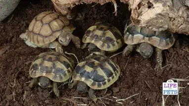 Tortoise Enrichment The Most Complete And Up To Date Guide For Owners