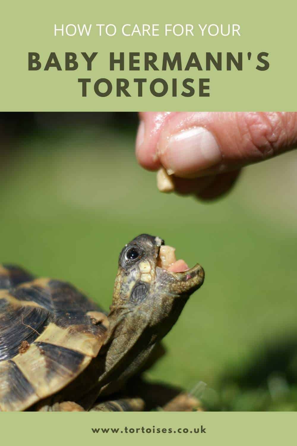 Caring for a baby Hermann's tortoise housing, feeding, hydration