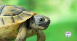 Copy of dehydrated tortoise