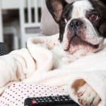 dog friendly box sets to binge on