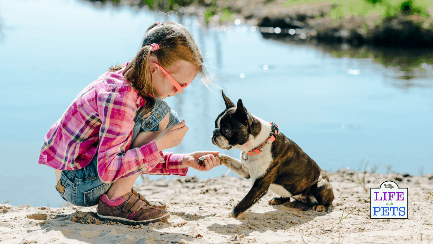 National Boston Terrier Day