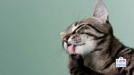 cat grooming tongue out