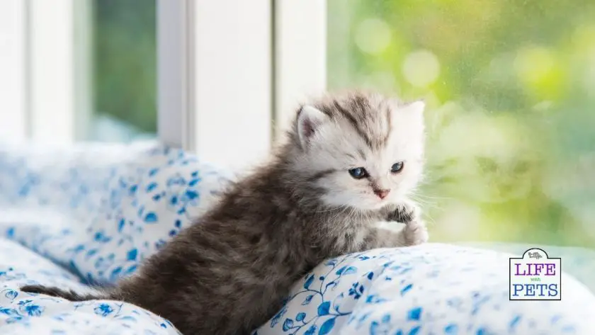 National Cuddly Kitten Day