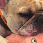 dog sleeping with you