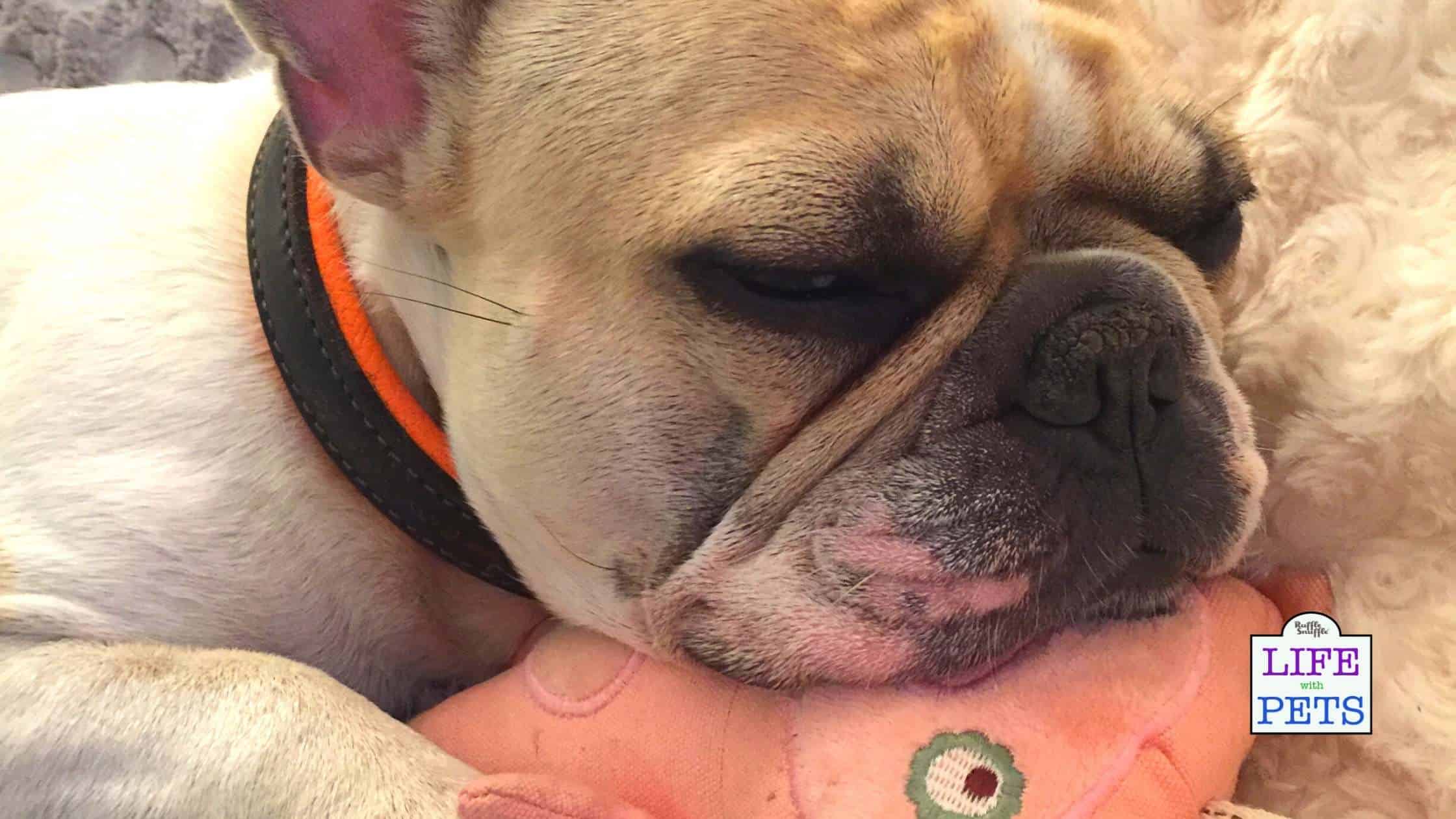 dog sleeping with you