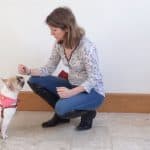 dog training