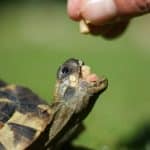 how to care for baby hermann's tortoise