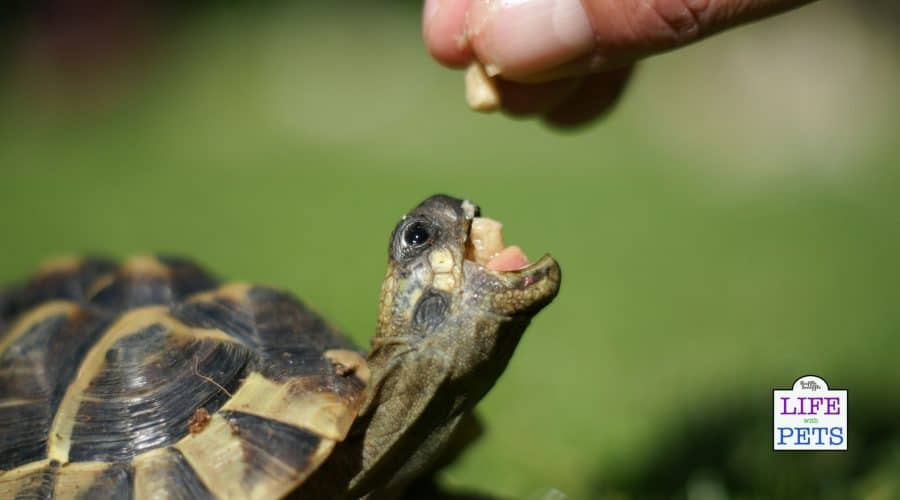 how to care for baby hermann's tortoise