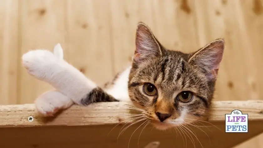if pets had thumbs day