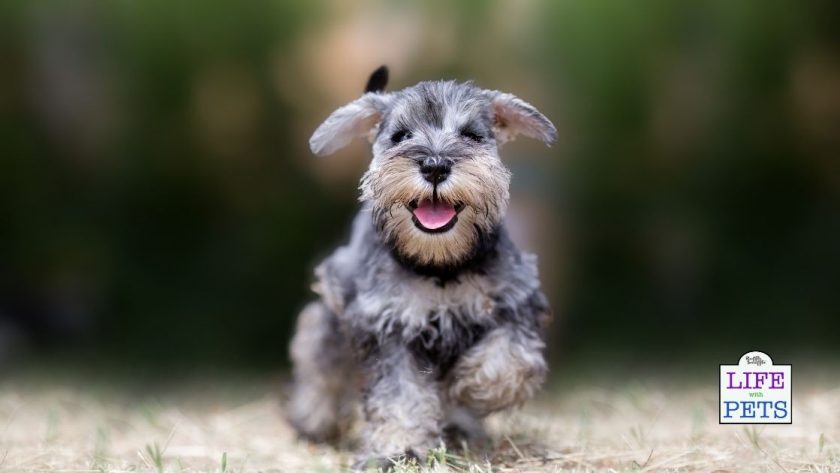 National Puppy Day