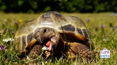 Tortoise Enrichment The Most Complete And Up To Date Guide For Owners