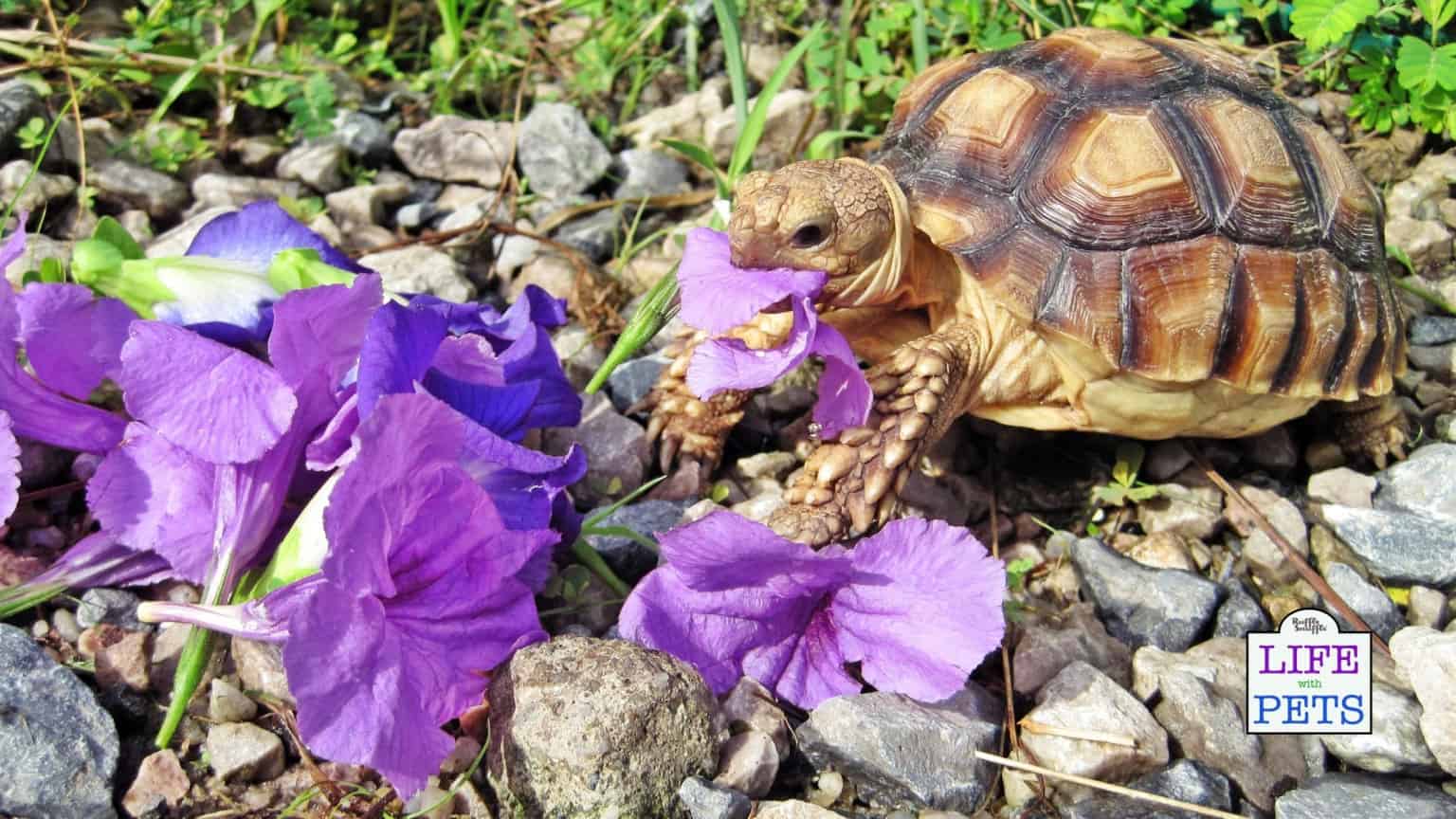 15 Easy Plants to Grow for Tortoises they will Love