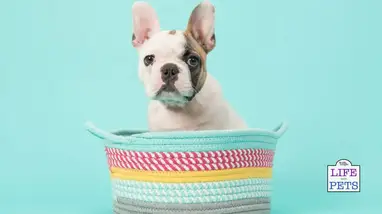 Puppy Dog Name Generator