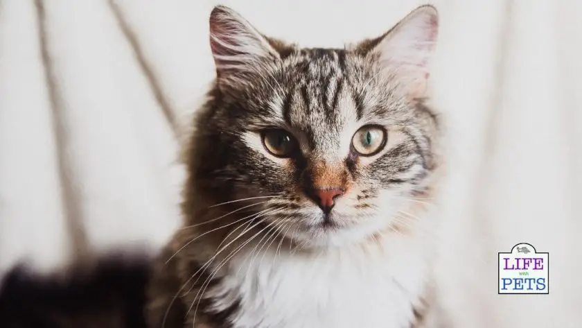 Respect Your Cat Day