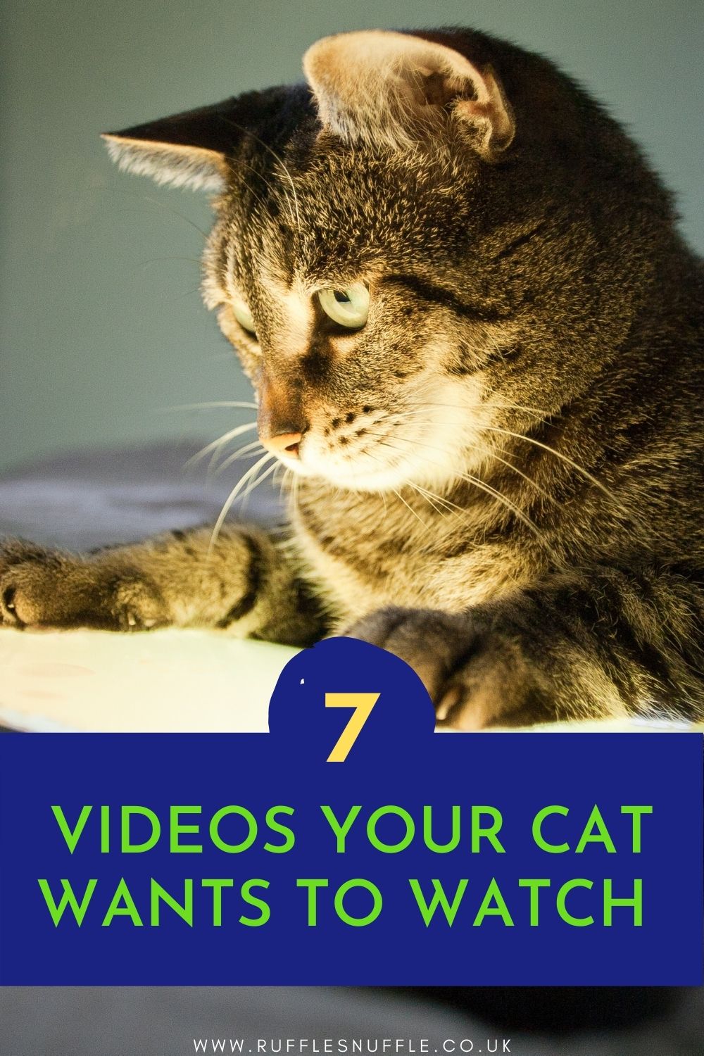 7 Videos Your Cat Will Want To Watch ( No 3 Is Our Favourite)