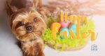 Copy of Easter Recipes for Dogs