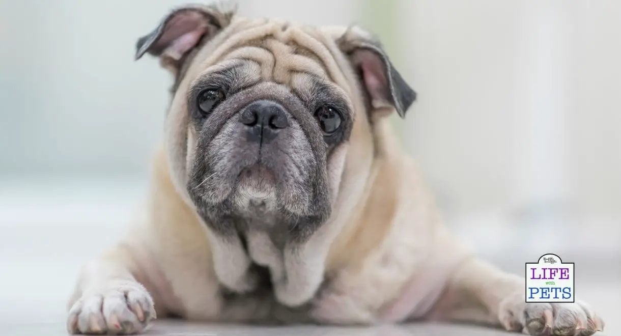 looking after a senior dog