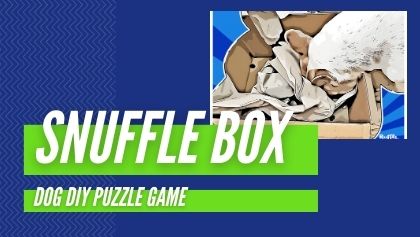 DESTRUCTION BOX FOR DOGS
