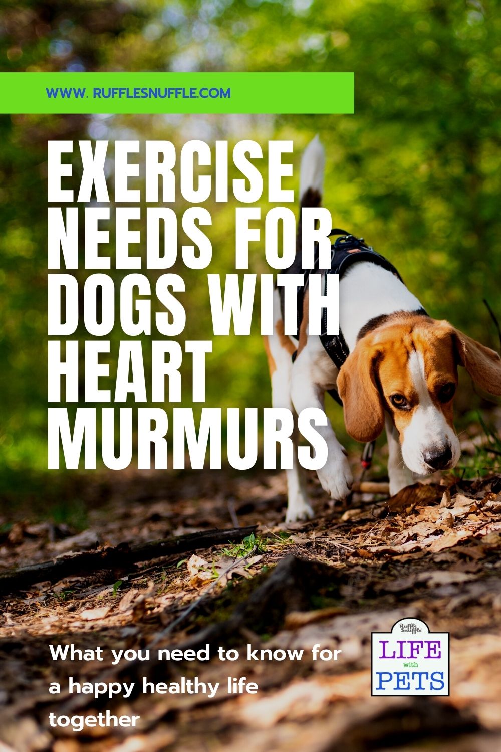 Exercise Needs for Dogs with Heart Murmurs A Guide for Owners