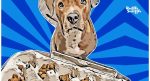 Egg Carton Games to Play with your dog