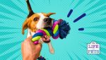 How to avoid aggression when playing Tug of War with your dog