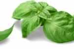 basil