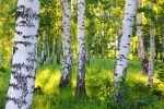 birch