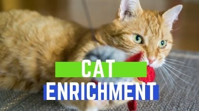 cat enrichment 1 1
