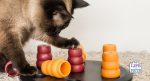 cat enrichment
