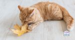 cat leaves LWP