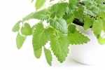 catnip