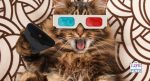 cats watching videos on tv