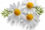 chamomile