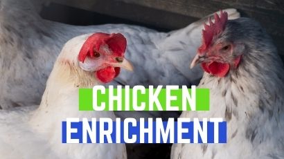 chicken enrichment