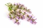 clary sage